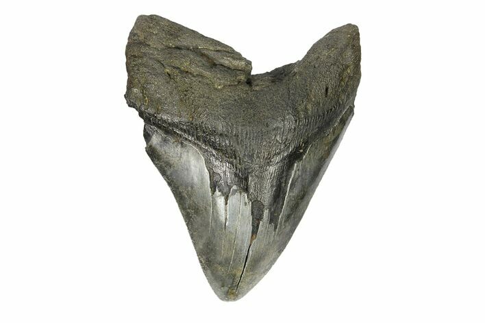 Serrated, Fossil Megalodon Tooth - South Carolina #168935